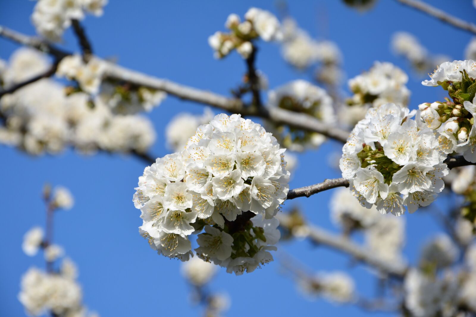 Nikon D7100 sample photo. Cherry, flower, sprig photography