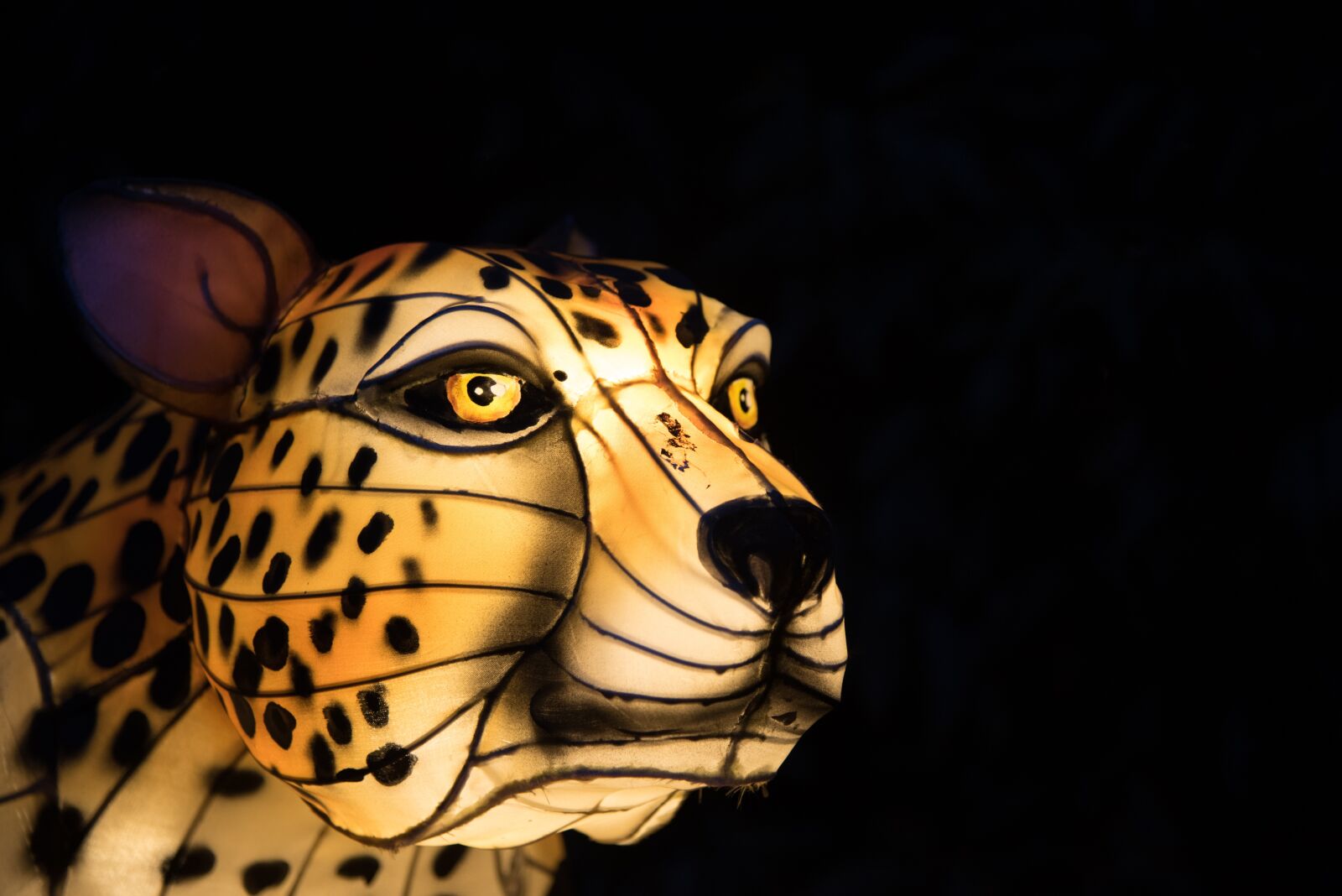 Nikon D750 sample photo. Jaguar, light, animal photography