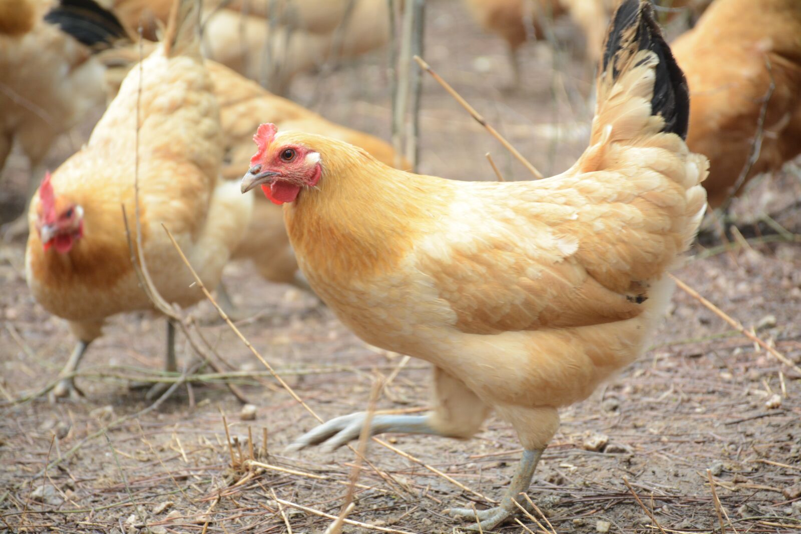 Nikon D7100 sample photo. Chicken, forest stocking photography