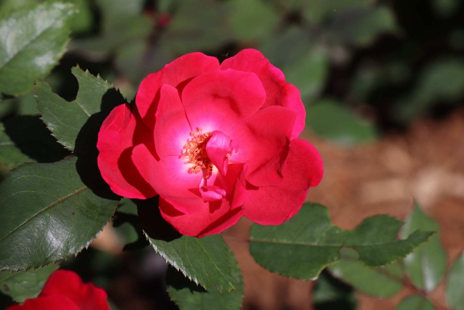 Canon EOS 800D (EOS Rebel T7i / EOS Kiss X9i) sample photo. Rose, red, rose bloom photography