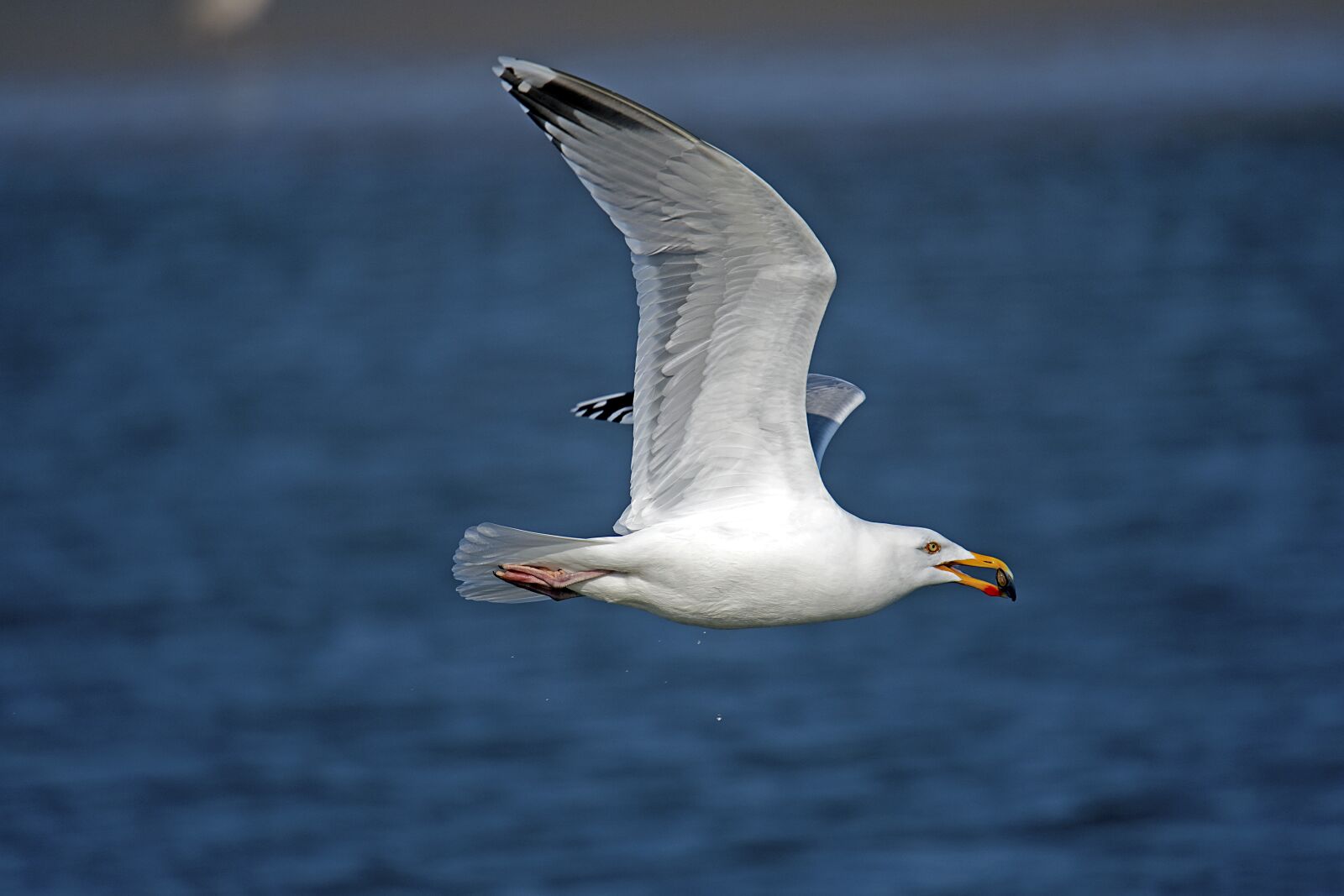 Nikon D500 sample photo. Herring gull, seagull, north photography