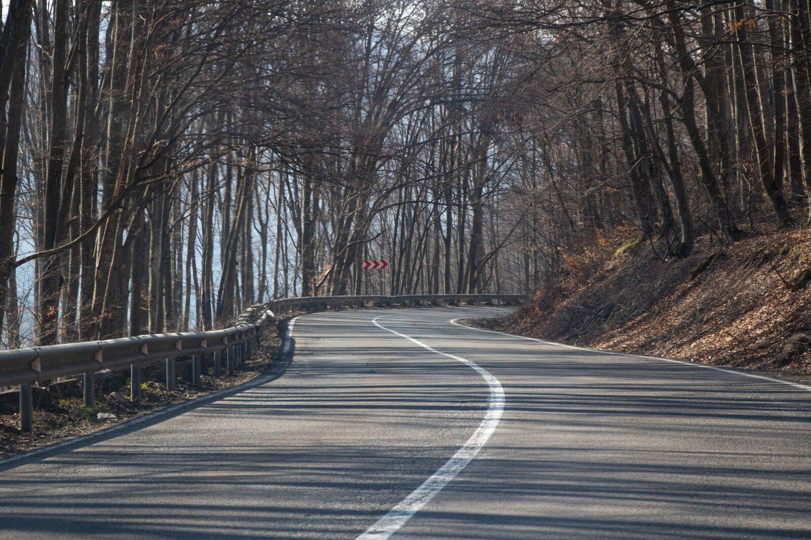 Canon EOS 100D (EOS Rebel SL1 / EOS Kiss X7) sample photo. Forest, trees, nature photography
