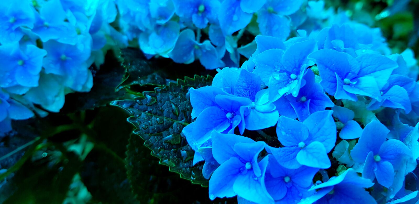 Samsung GALAXY S6 edge sample photo. Hydrangea, blue, flowers photography