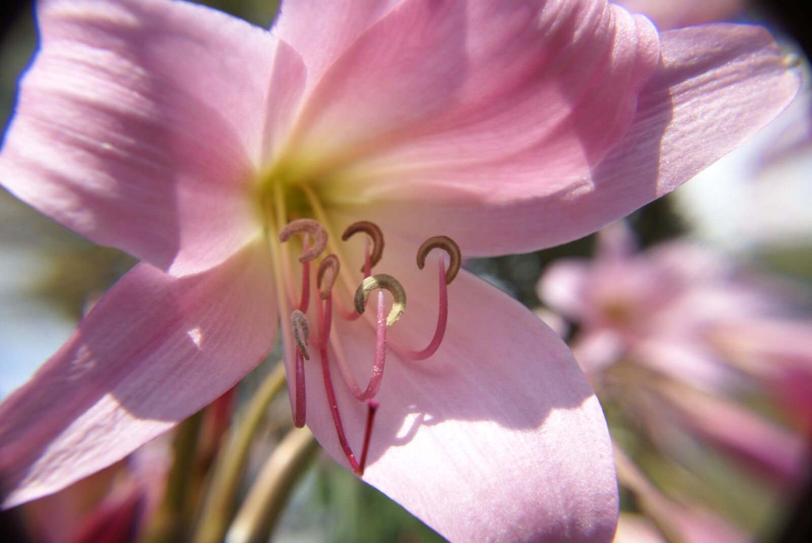 Sony Alpha DSLR-A100 sample photo. Flower, close up, spring photography