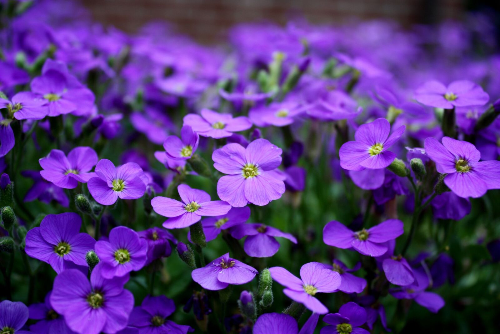 Canon EOS 450D (EOS Rebel XSi / EOS Kiss X2) sample photo. Flowers, purple, ground cover photography