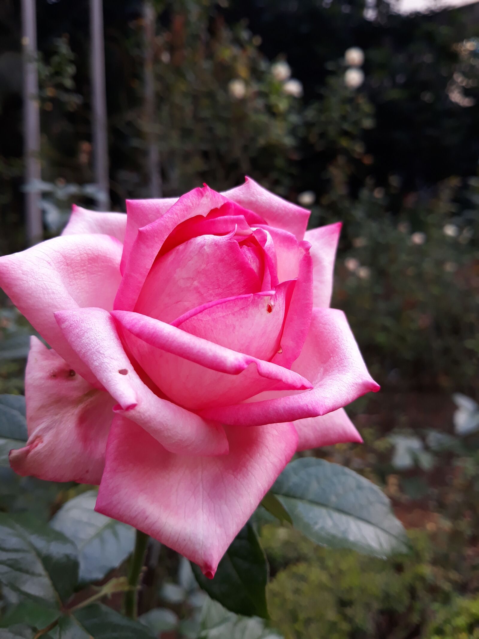 Samsung Galaxy J7 Pro sample photo. Rose, flower, rosa photography