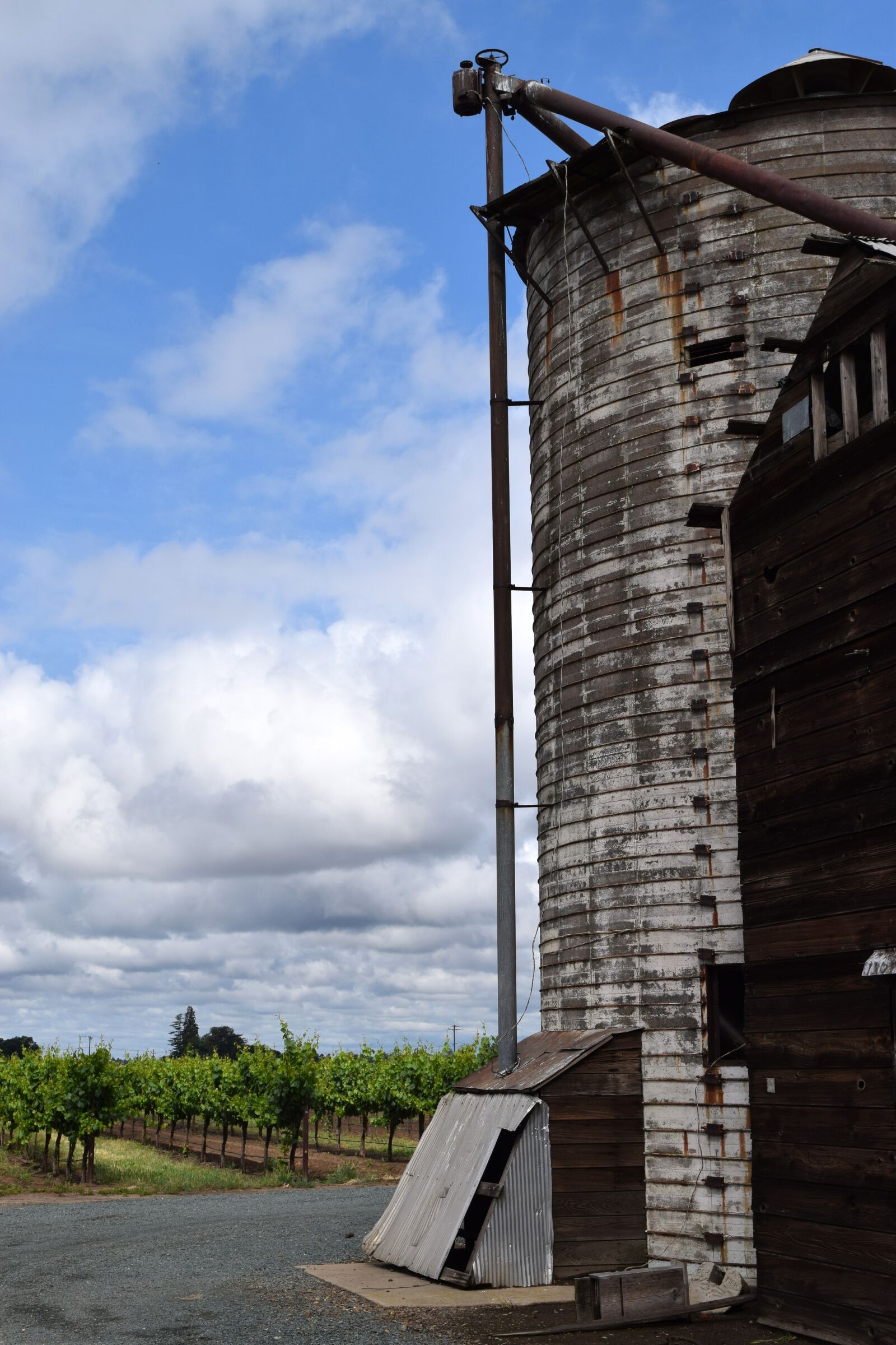 Nikon D5300 sample photo. Vineyard, grapevines, vines photography