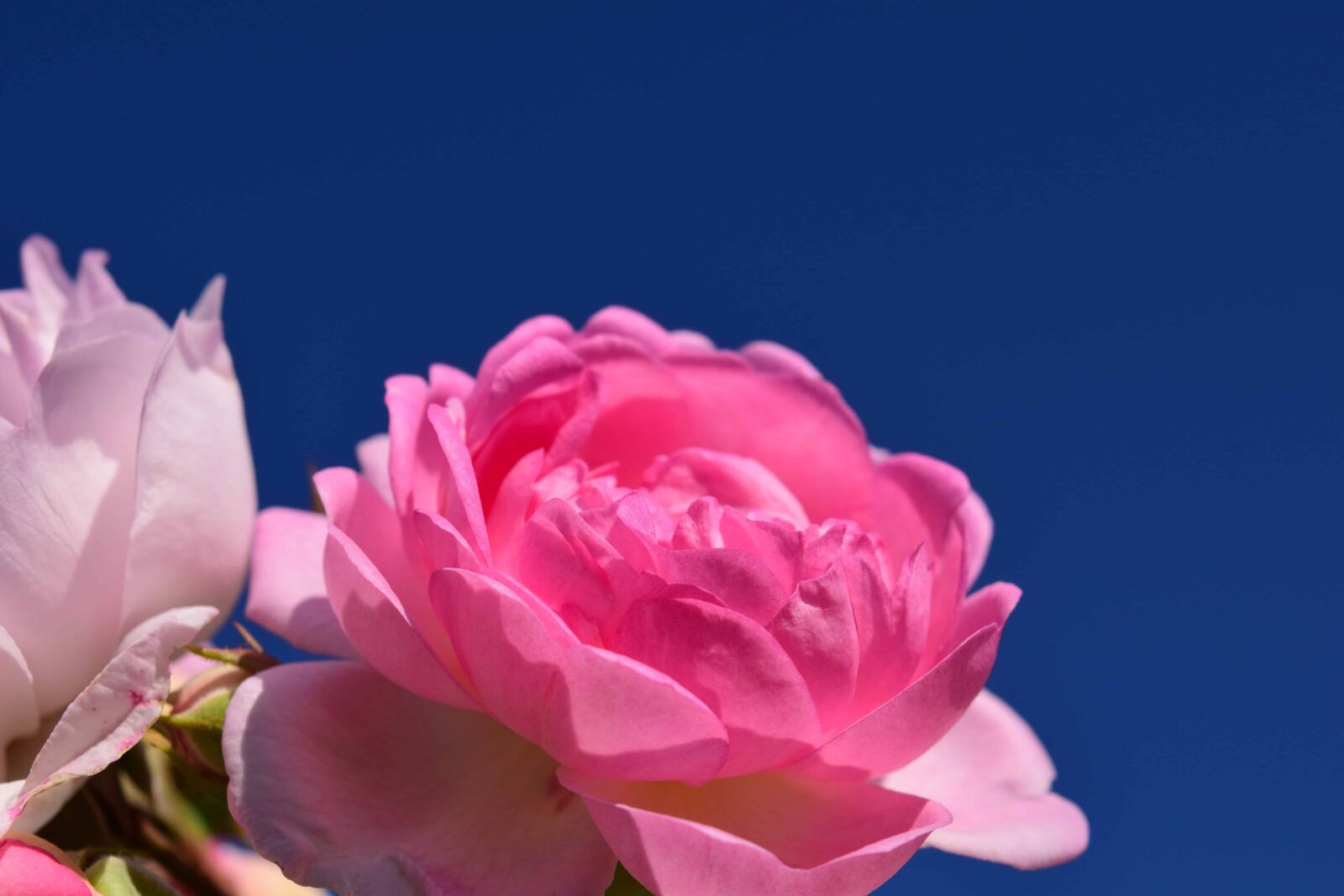 Nikon D3300 sample photo. Flora, nature, petal, rose photography