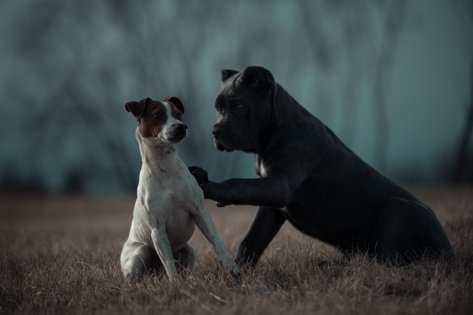 Canon EOS 6D sample photo. Bandog, puppy, blue eyes photography