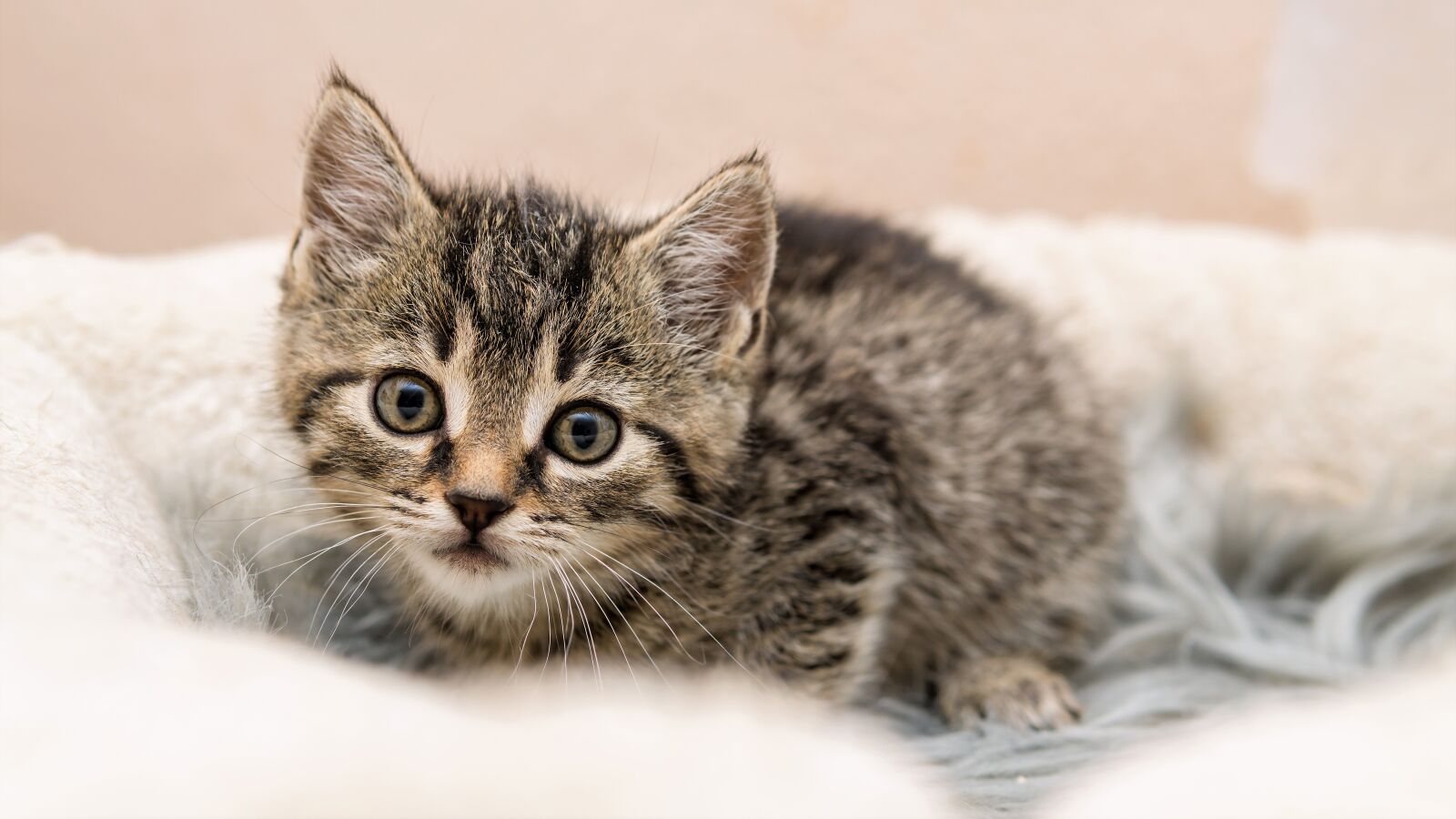 30mm F1.4 DC DN | Contemporary 016 sample photo. Kitten, cat baby, small photography