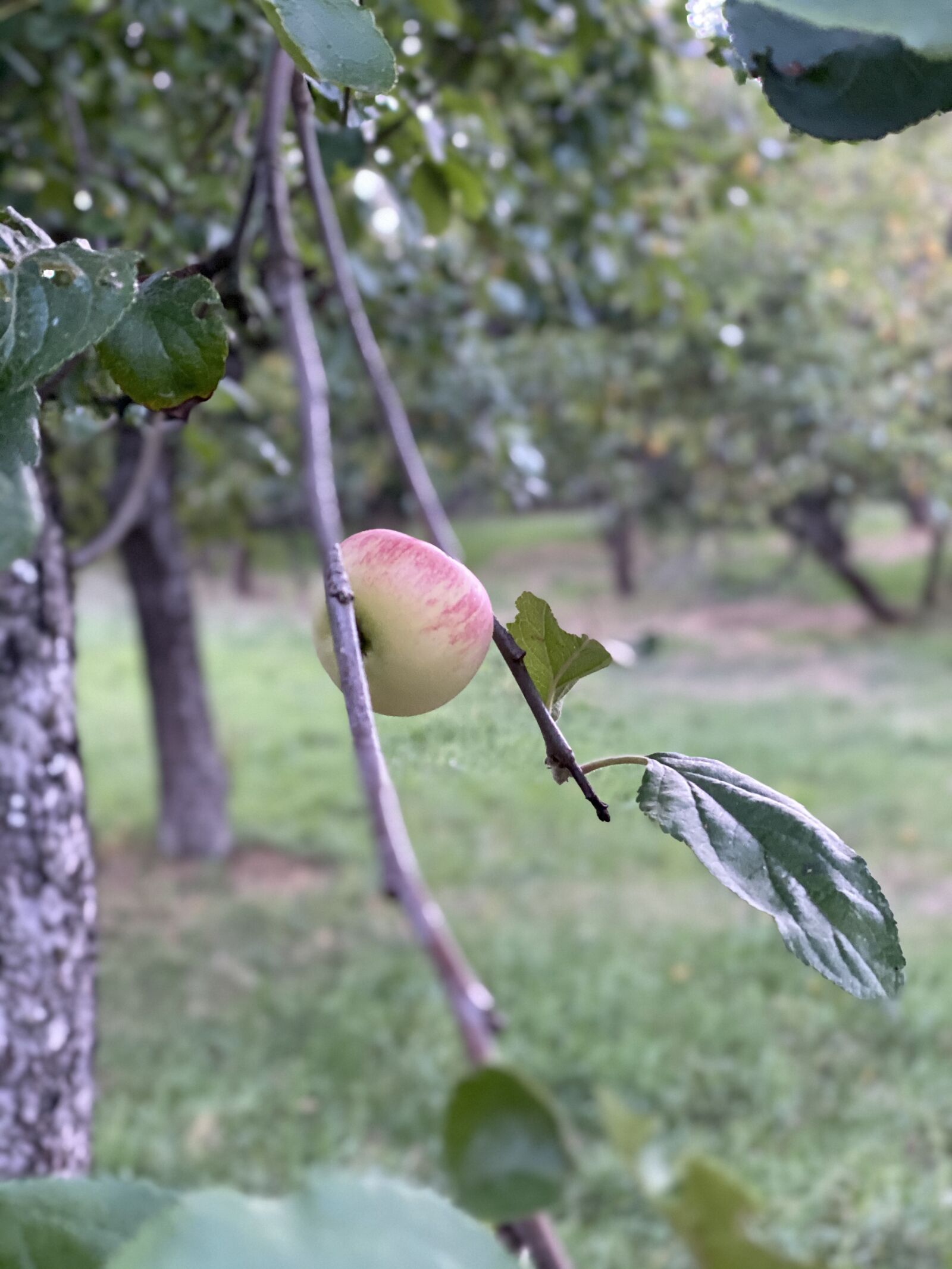 iPhone 11 Pro Max back dual camera 6mm f/2 sample photo. Apple, harvest, ripe photography