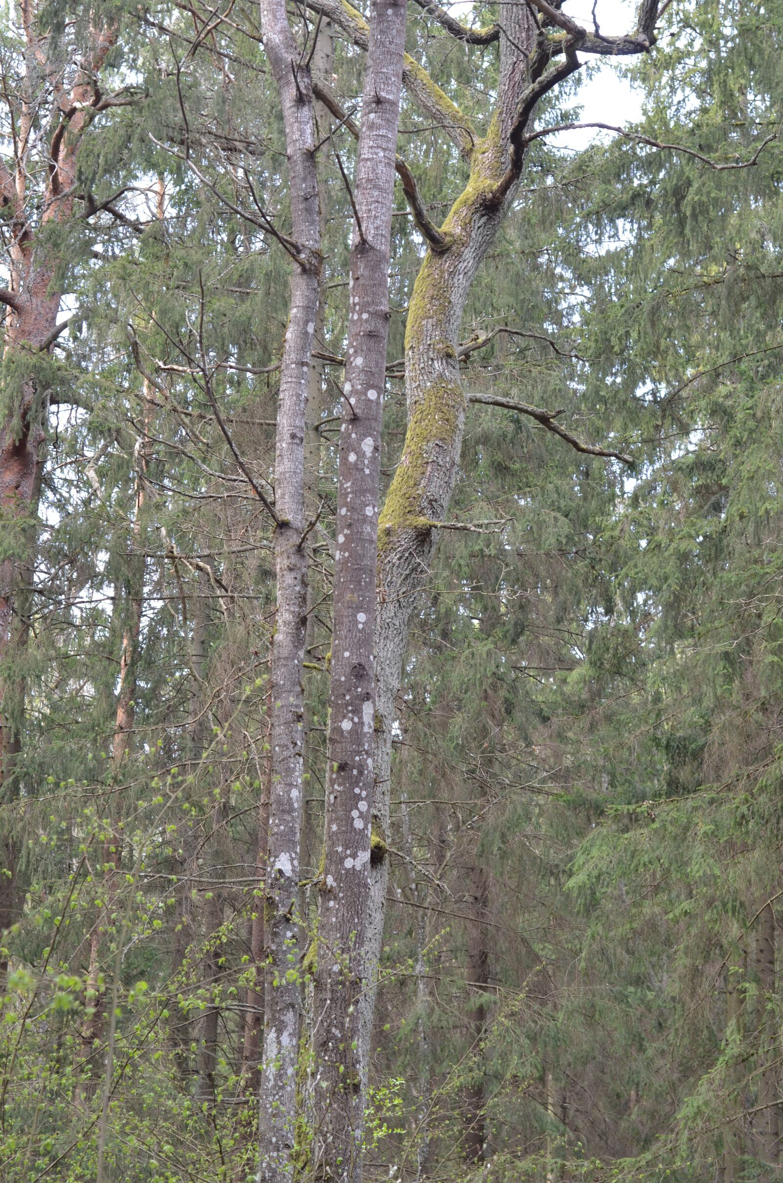 Nikon D7000 sample photo. Forest, lithuania, nature photography