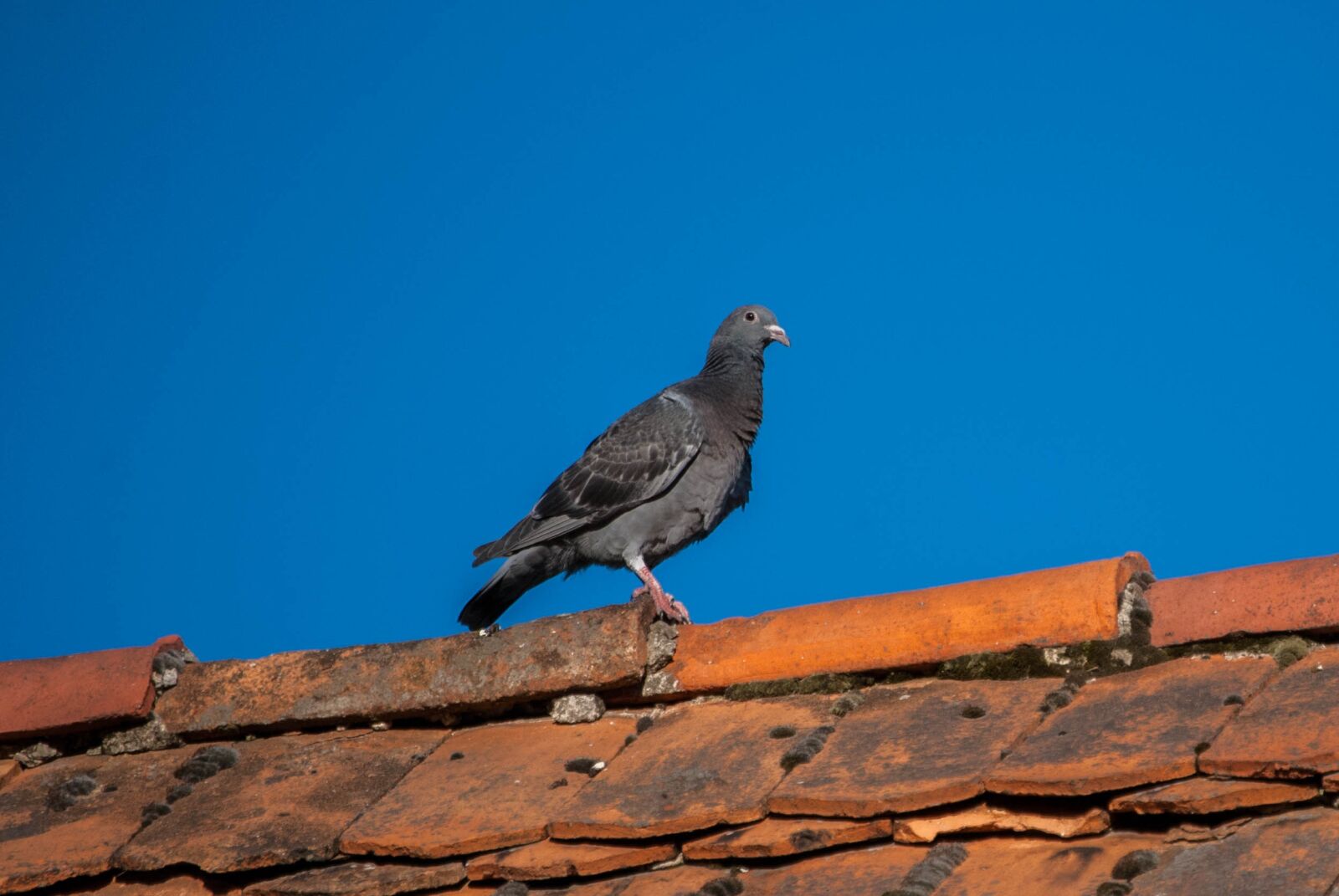 Nikon D60 sample photo. Dove, the roof of photography