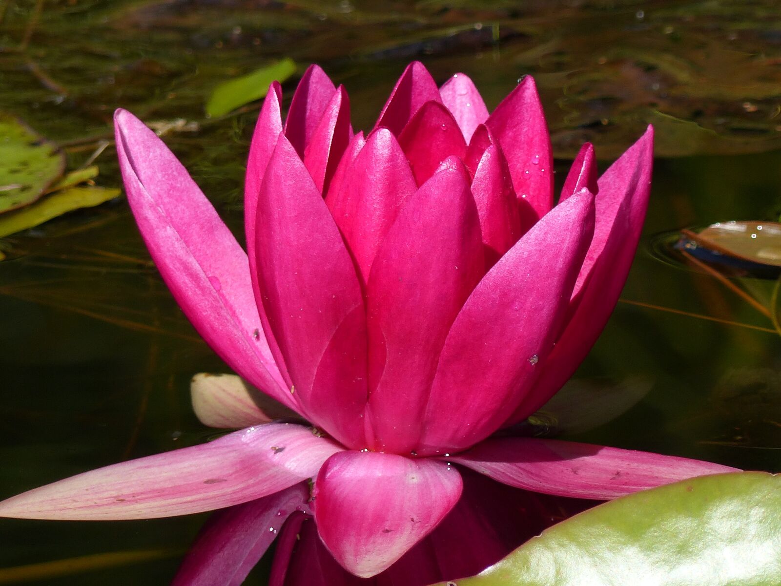 Panasonic Lumix DMC-FZ200 sample photo. Water lily, red, water photography
