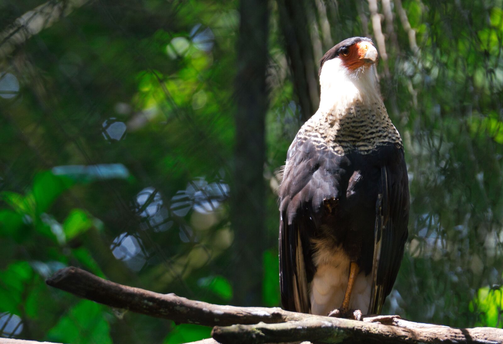 Nikon D3200 sample photo. Ave, costa rica, ex photography