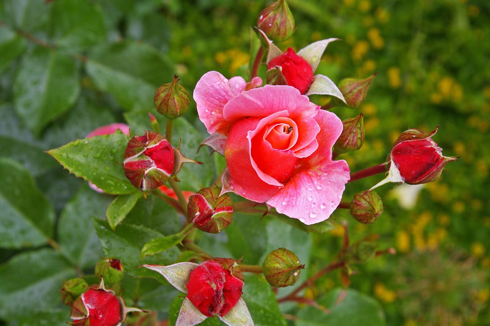 Pentax *ist DL2 sample photo. Rose, pink rose, scented photography