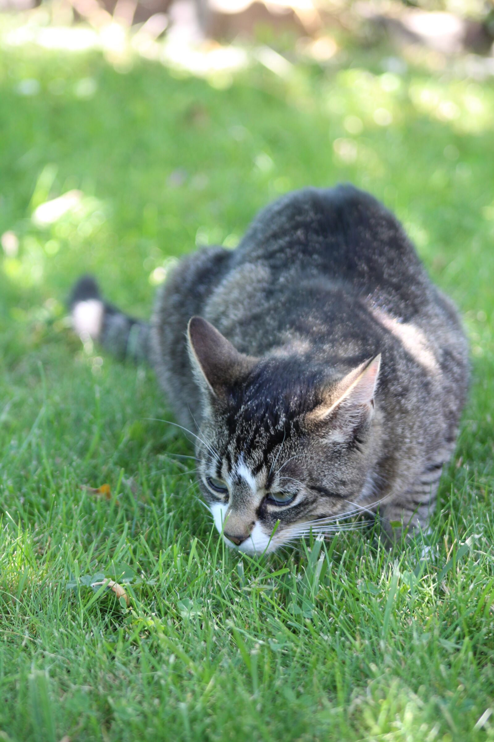 Canon EOS 1300D (EOS Rebel T6 / EOS Kiss X80) + Canon EF 75-300mm f/4-5.6 sample photo. Cat, grey, lurking photography