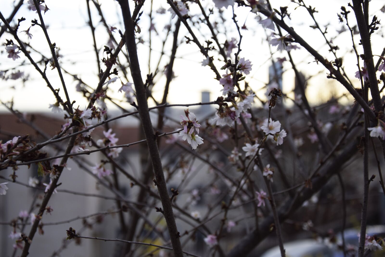 Nikon D3300 sample photo. Flowers, city, building photography