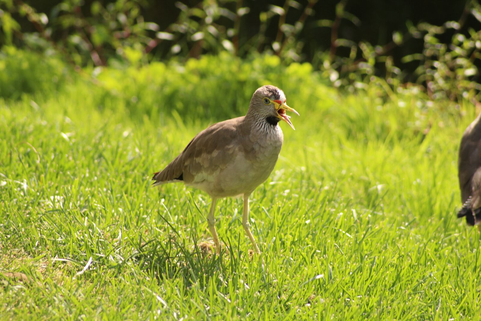 Canon EOS 600D (Rebel EOS T3i / EOS Kiss X5) sample photo. Bird, zoo, wild bird photography