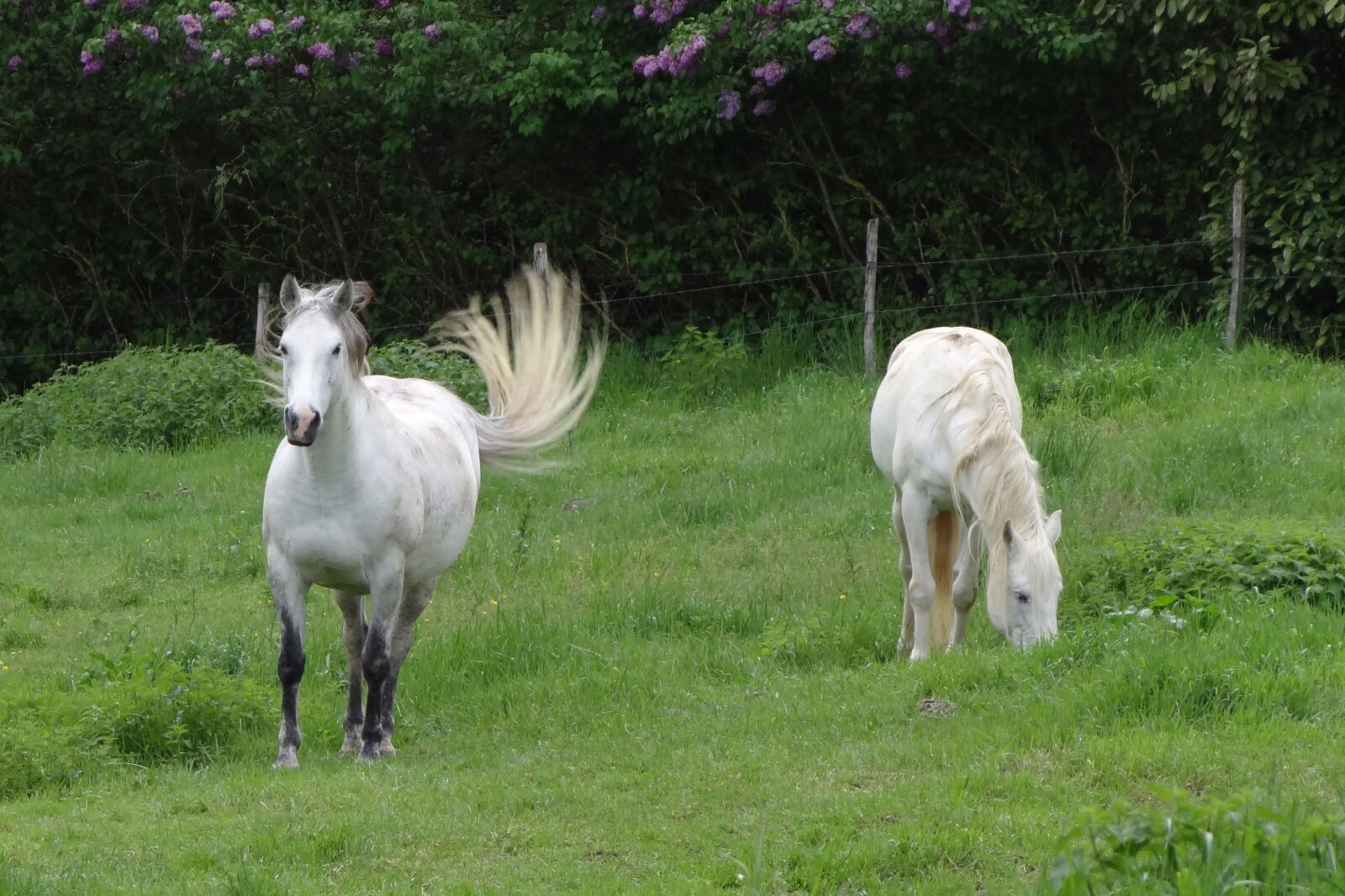Sony Cyber-shot DSC-HX100V sample photo. Horses, field, nature photography