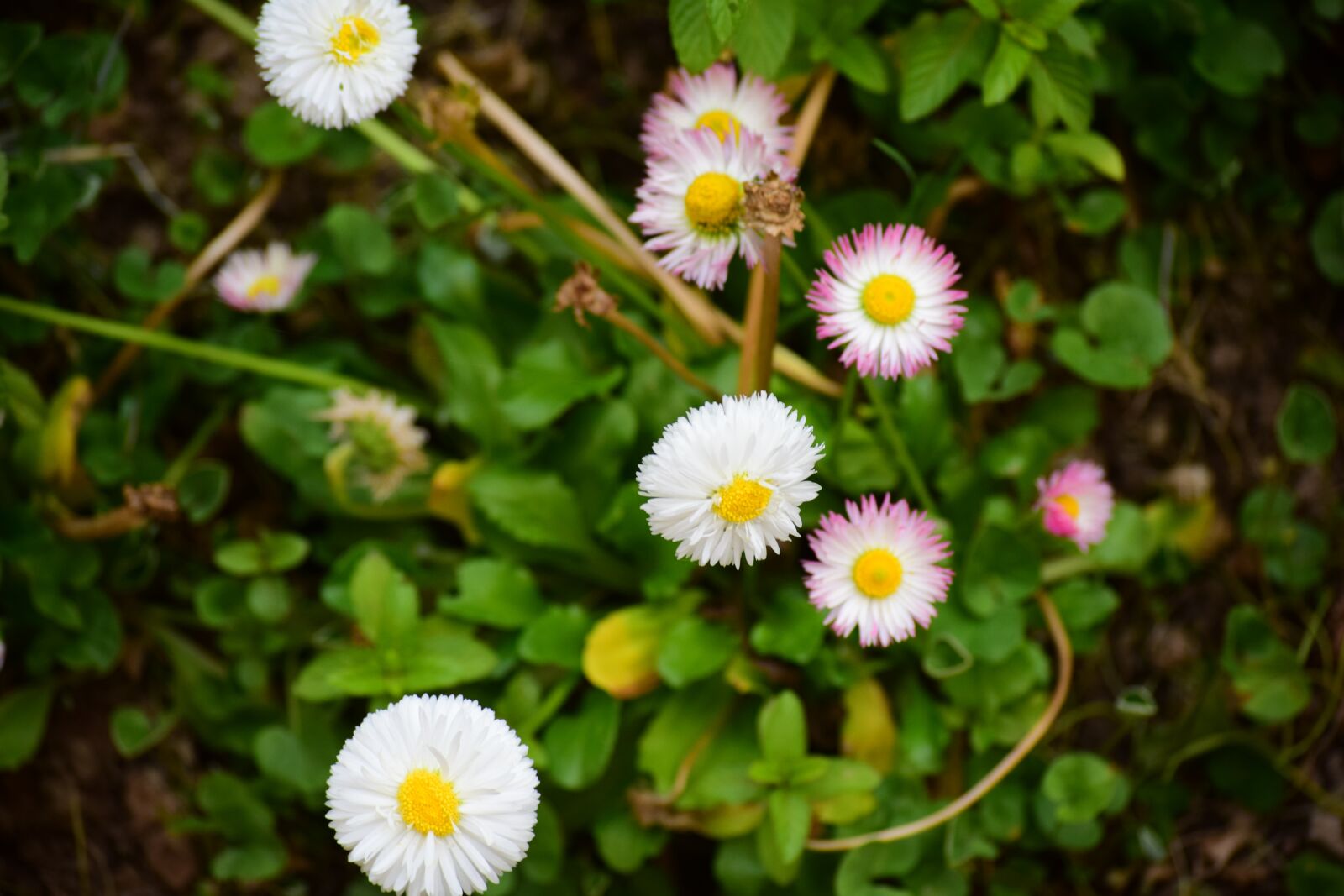 Nikon D5300 sample photo. Garden, white, flowers photography