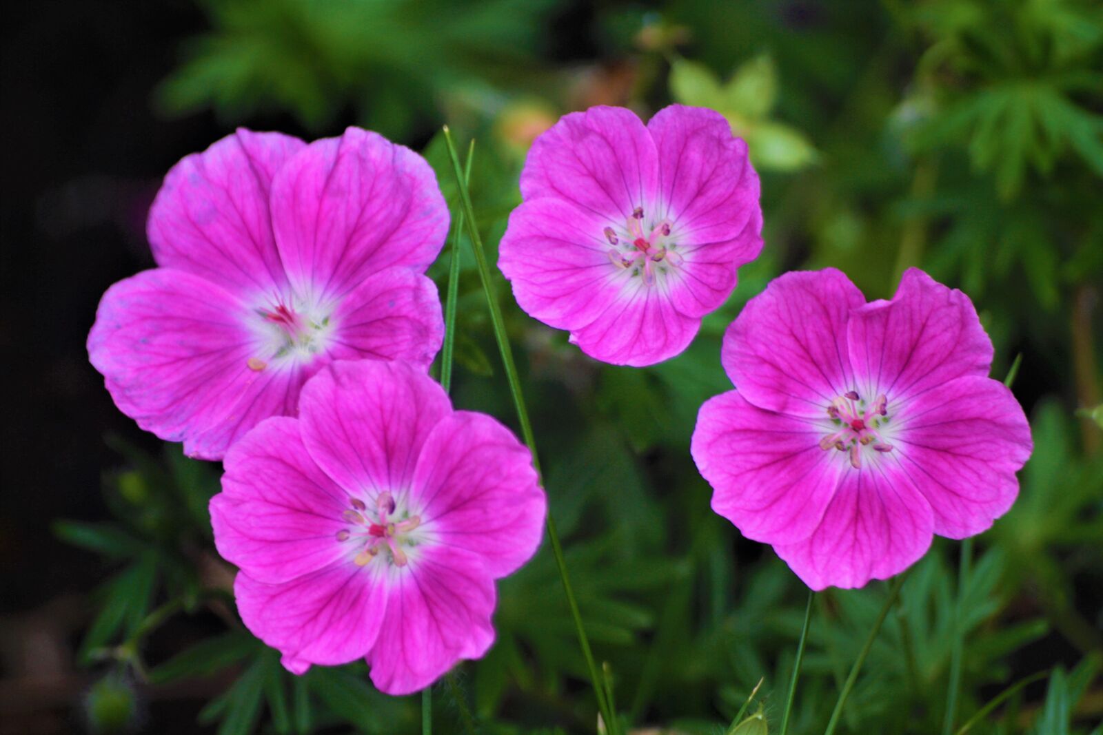 Canon EOS 1000D (EOS Digital Rebel XS / EOS Kiss F) sample photo. Quartet, flowers, walk in photography
