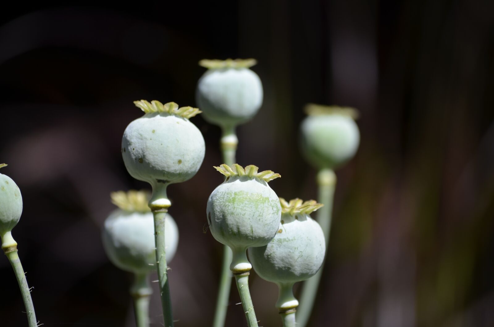 Nikon D5100 sample photo. Poppy, flower, nature photography