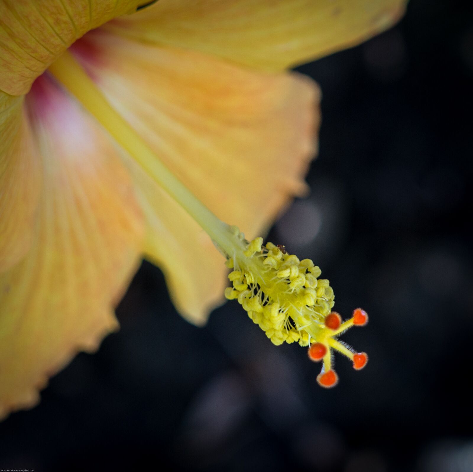 Sony Alpha a3000 + Sigma 30mm F2.8 EX DN sample photo. Flower, hibiscus, yellow photography