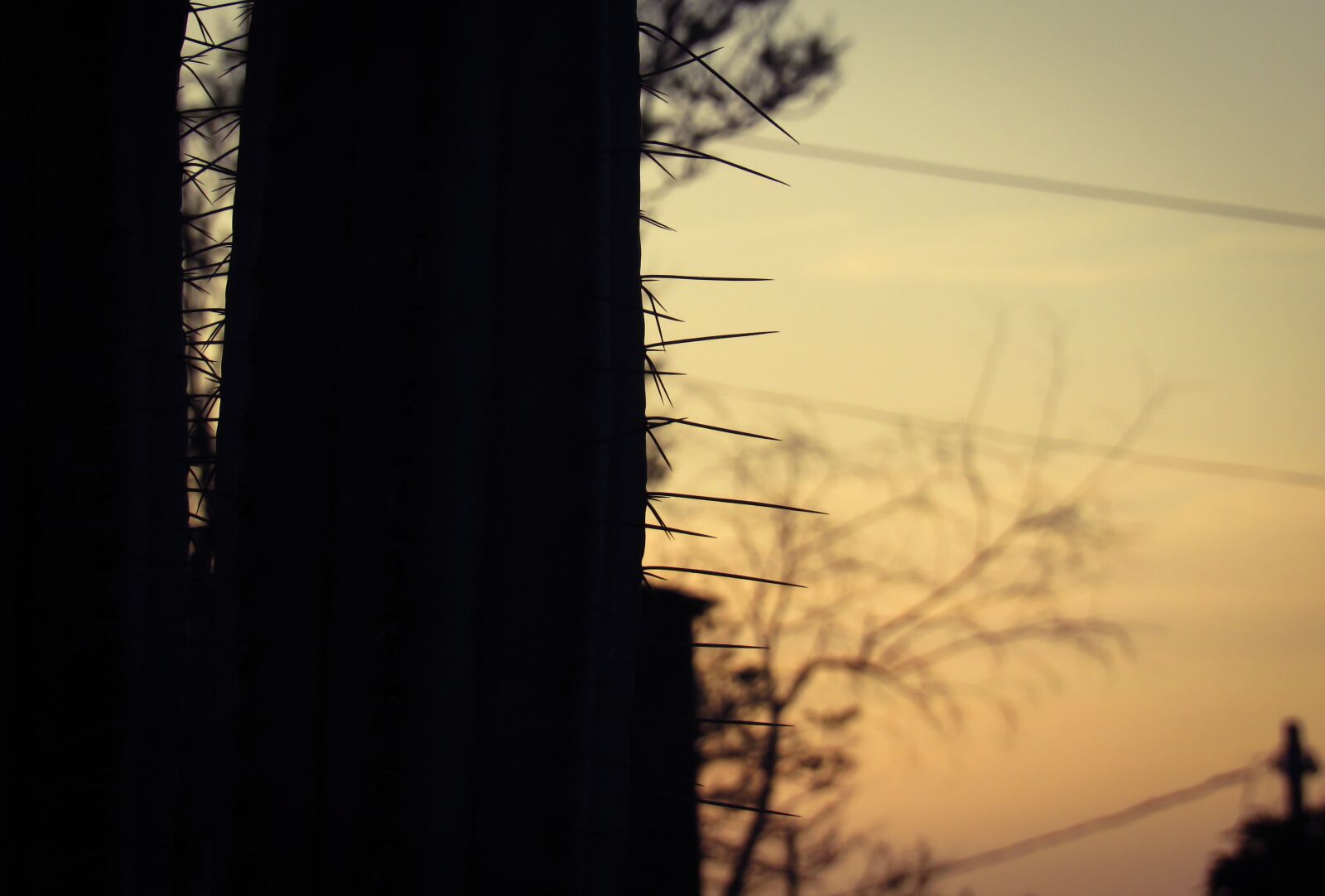 Canon PowerShot SX530 HS sample photo. Sunset, silhuette, cactus photography