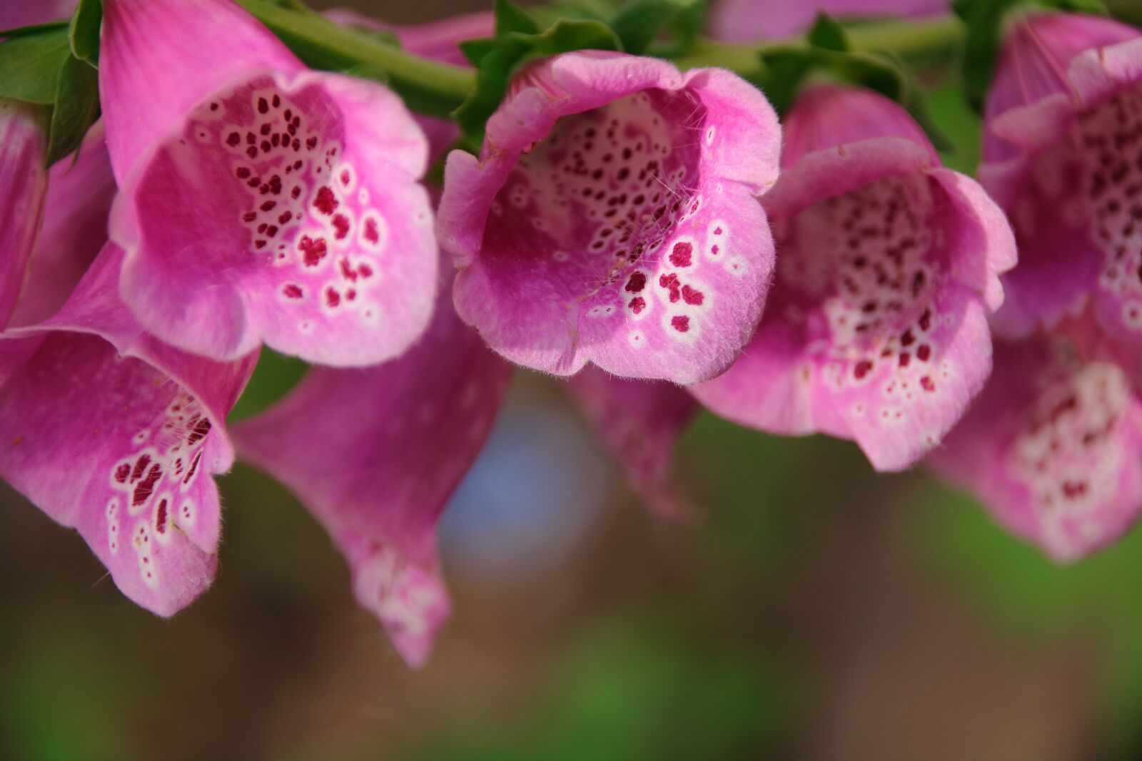 Canon EOS 750D (EOS Rebel T6i / EOS Kiss X8i) sample photo. Summer, flowers, purple photography