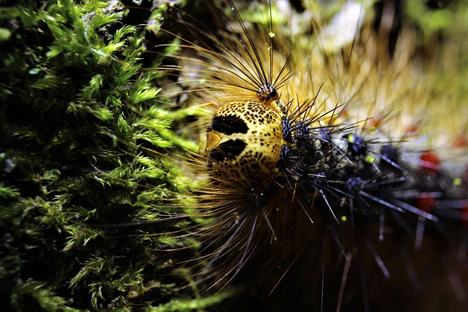 Canon EOS 1300D (EOS Rebel T6 / EOS Kiss X80) sample photo. Caterpillar, caterpillar gypsy, insects photography