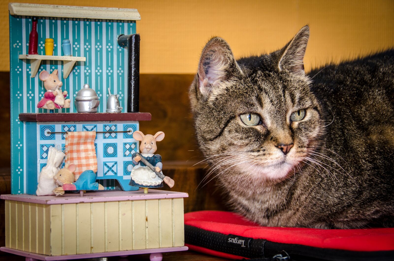Nikon D7000 sample photo. Cat, mouse, attention photography