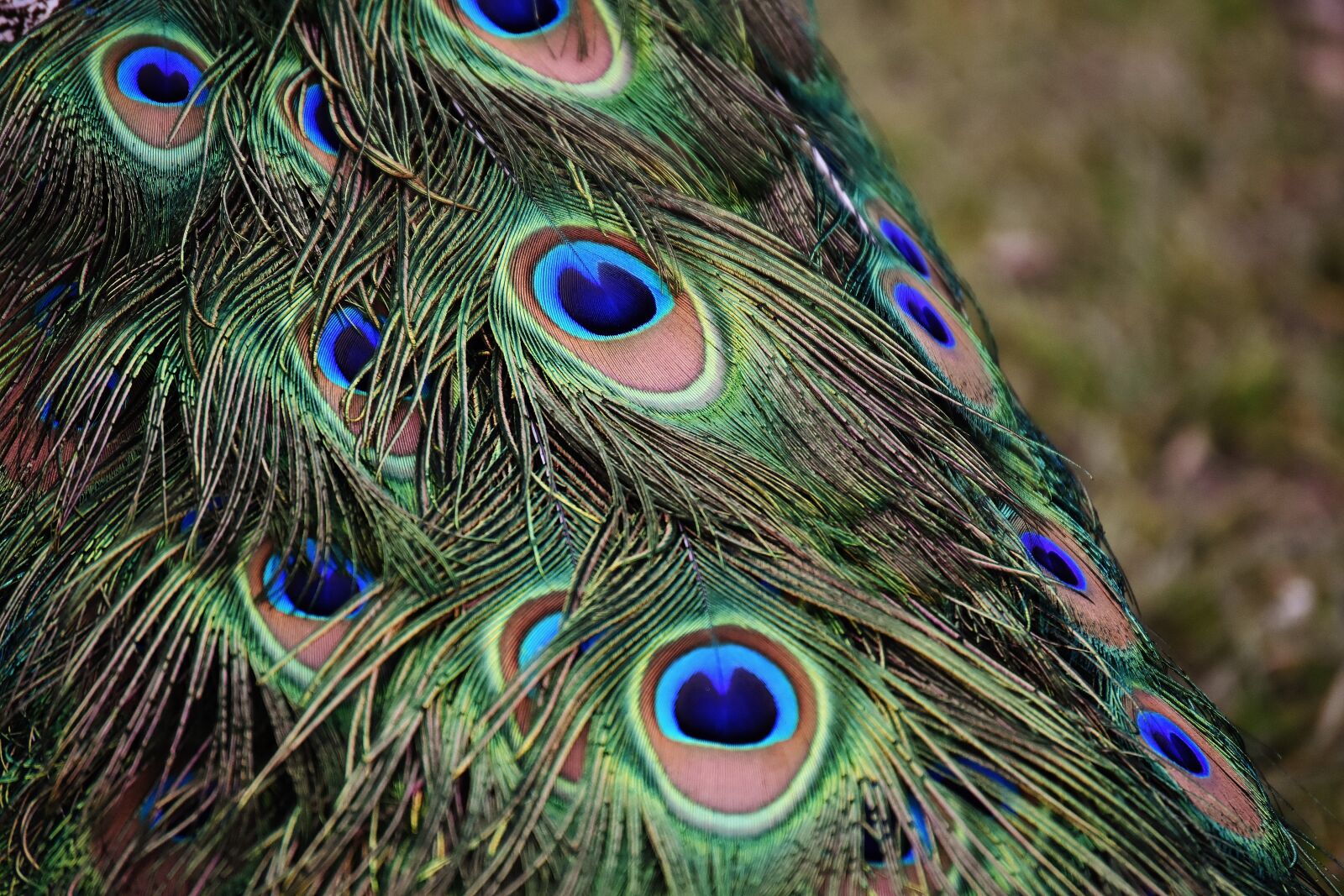Nikon D7200 sample photo. Peacock feathers, colorful, bird photography