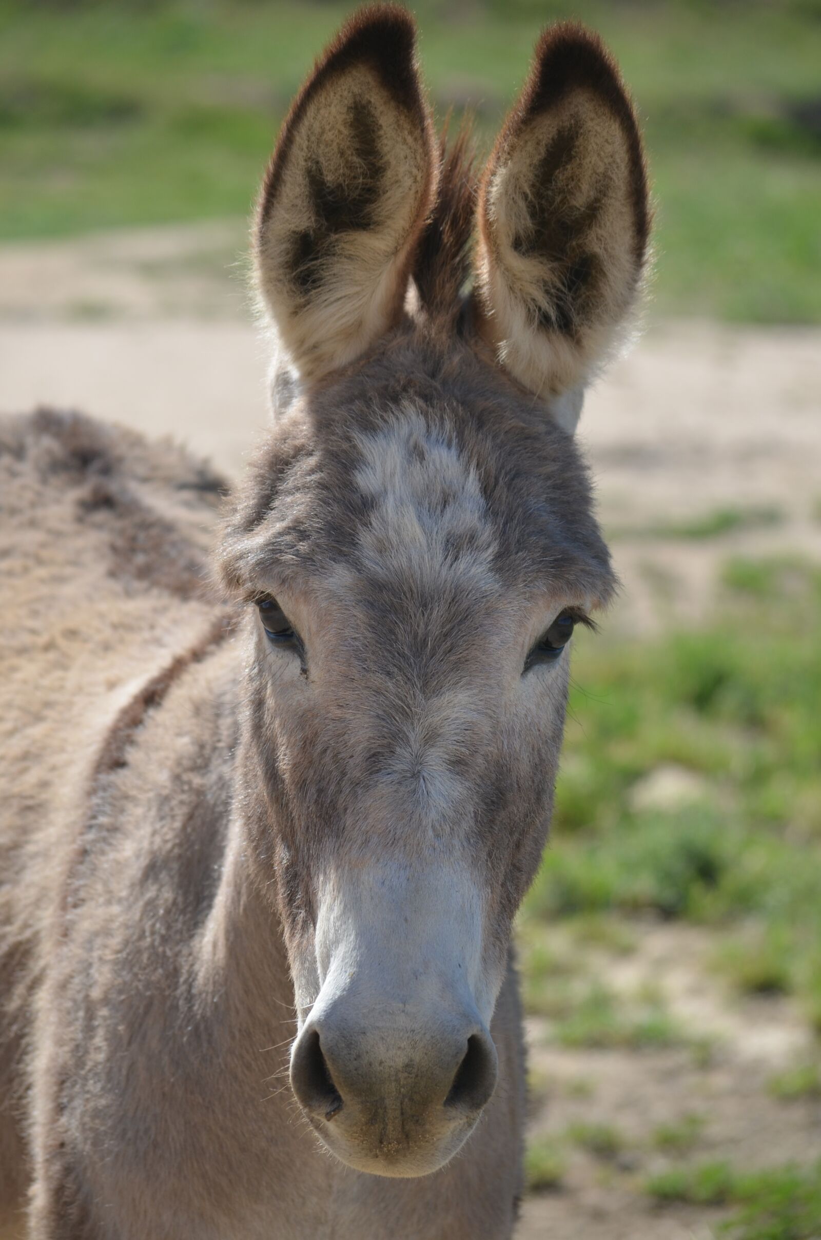 Nikon D5100 sample photo. Wild burro, animal, mammal photography