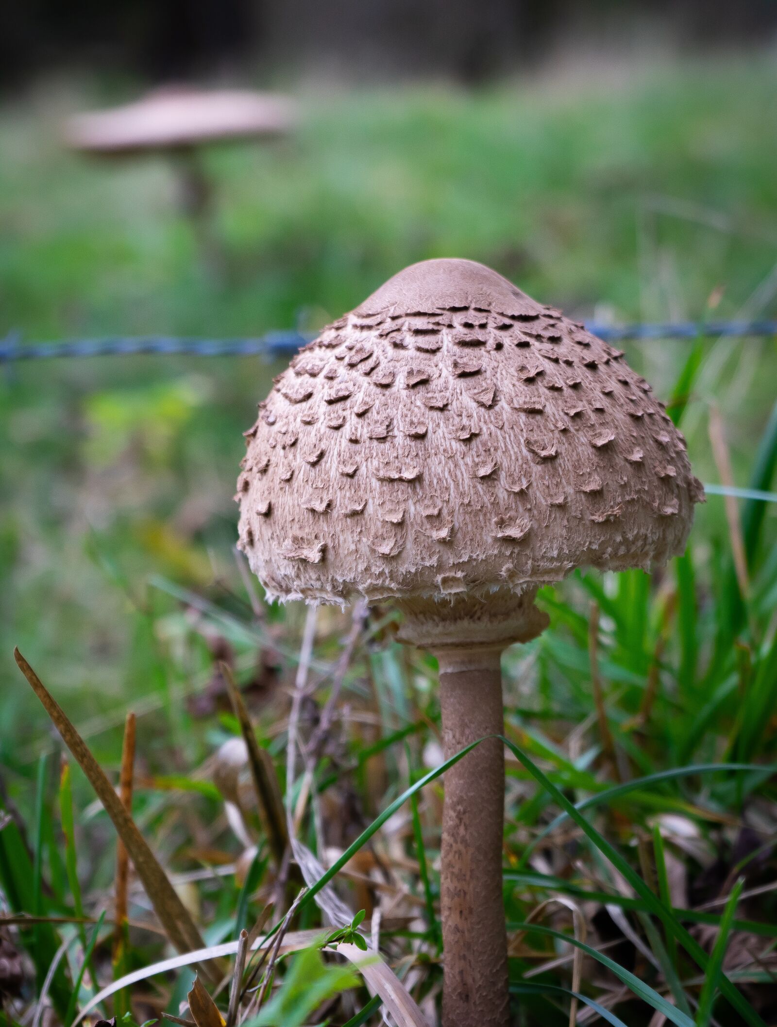 Sony a7 II + Sony FE 28-70mm F3.5-5.6 OSS sample photo. Parasol, mushroom, giant schirmling photography