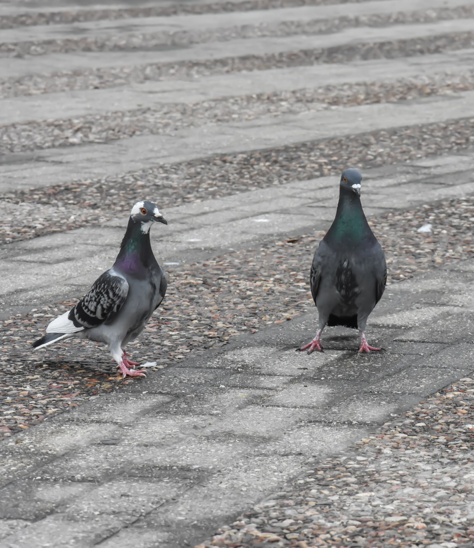 Nikon D7200 sample photo. Dove, bird, nature photography