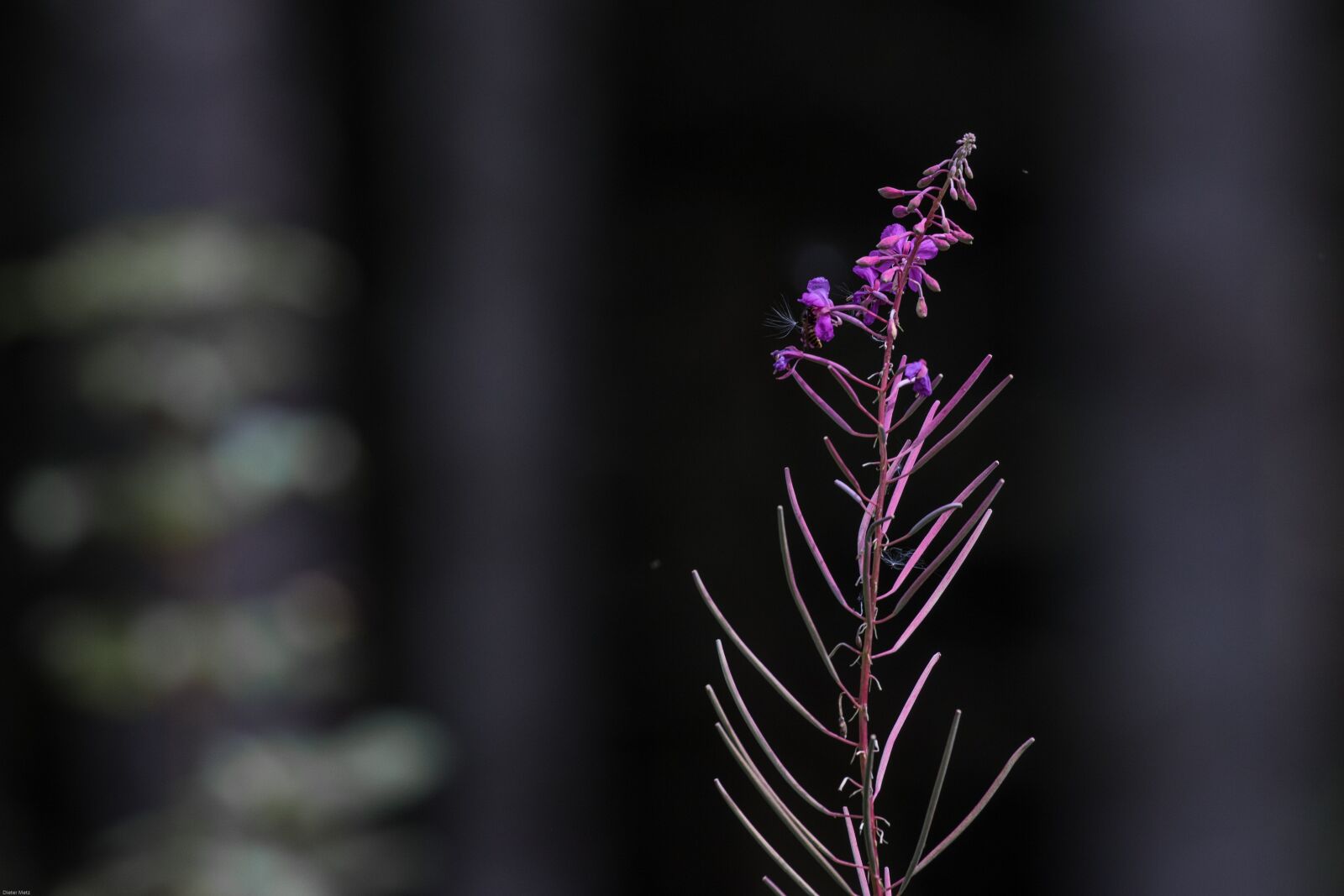 Canon EOS 7D Mark II sample photo. Wild flower, pointed flower photography