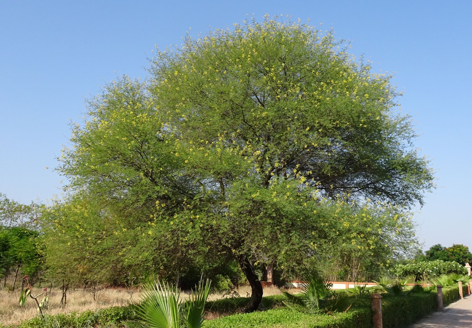 Sony Cyber-shot DSC-HX90V sample photo. Babul, tree, acacia nilotica photography