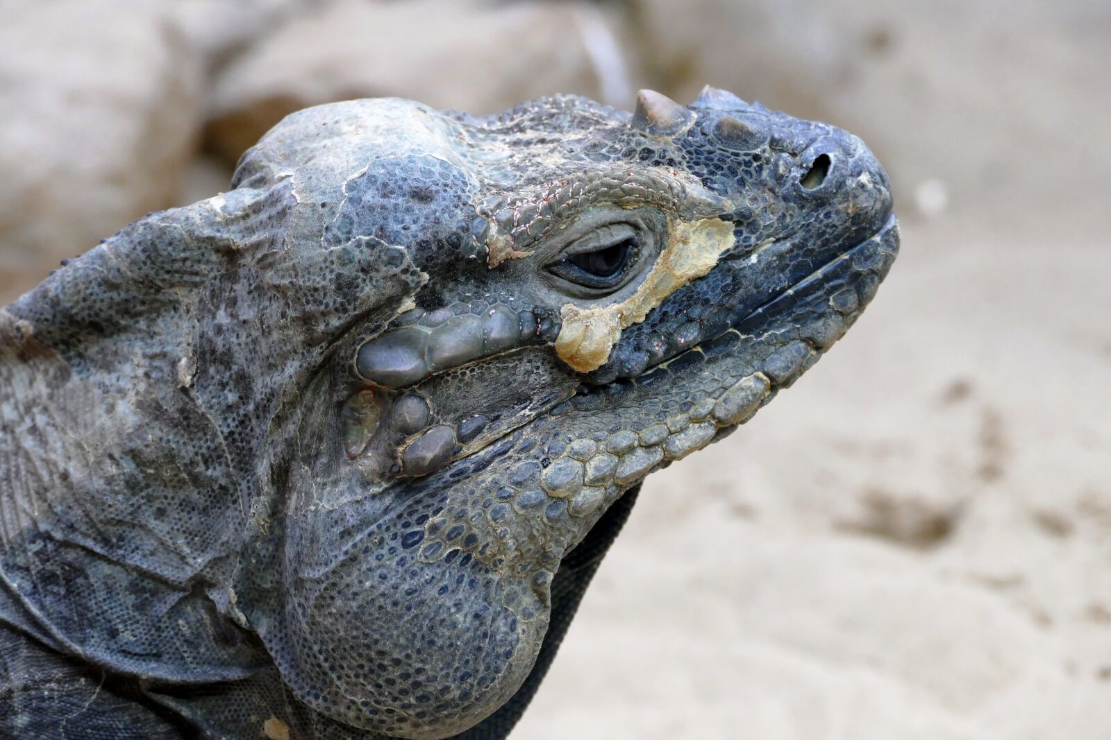 Panasonic Lumix DMC-FZ1000 sample photo. Iguana, reptile, lizard photography