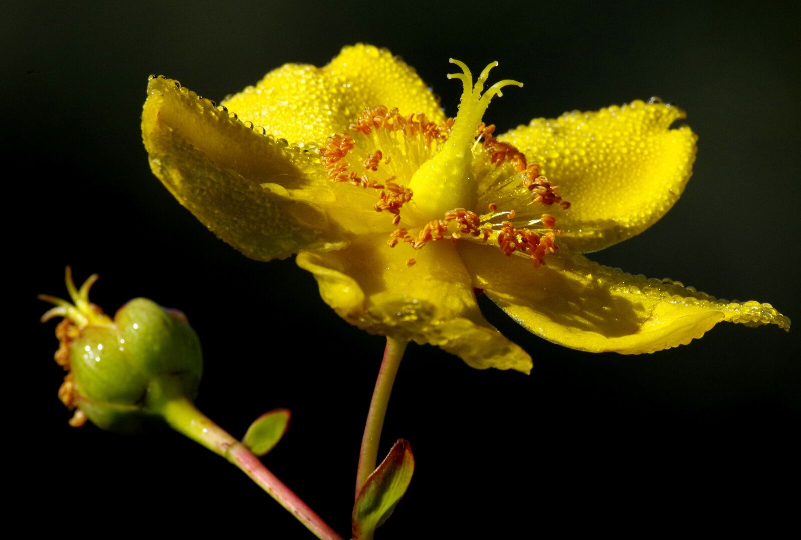Pentax K-30 sample photo. Blossom, bloom, yellow photography