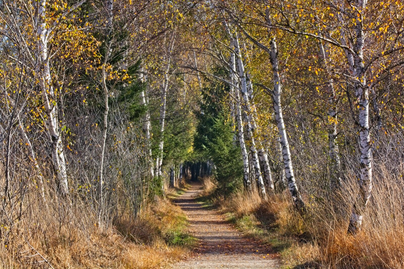 Sigma 105mm F2.8 EX DG OS HSM sample photo. Autumn, away, mood photography