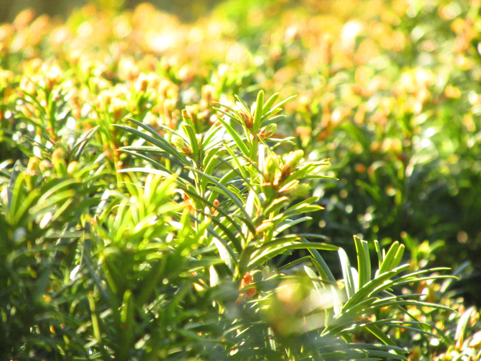 Canon PowerShot SX160 IS sample photo