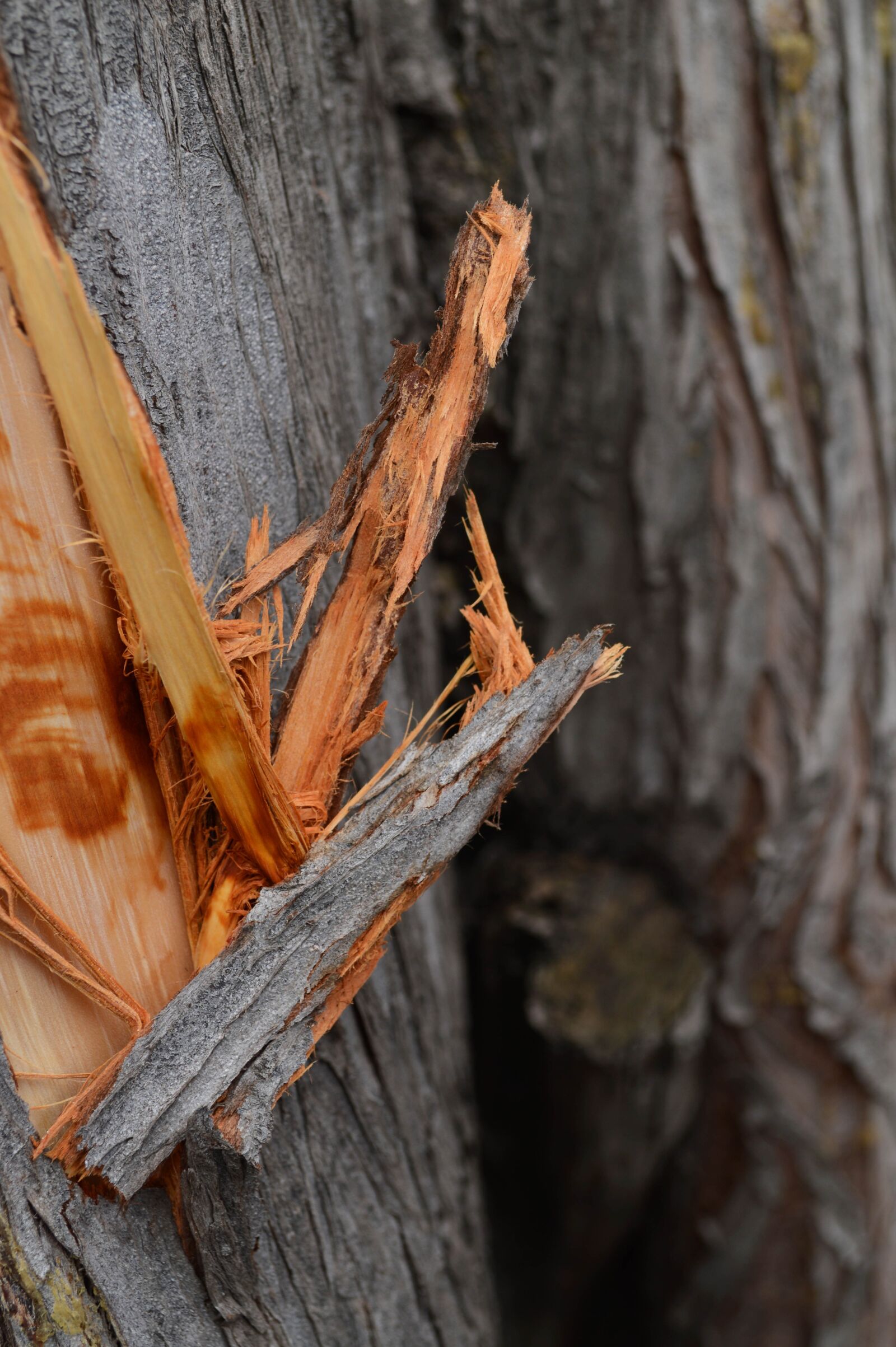 Nikon D3200 sample photo. Nature, tree, trunk photography