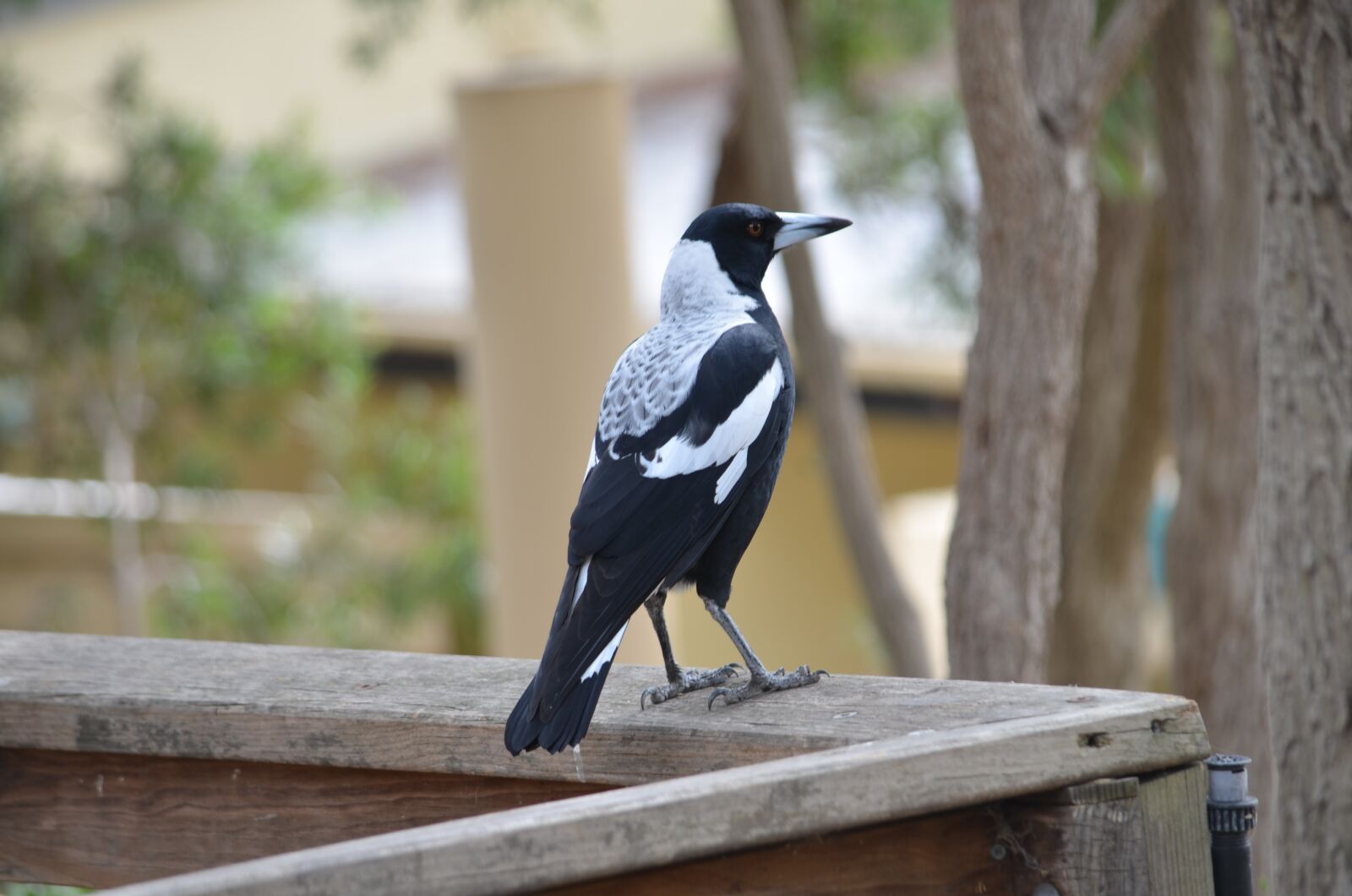 Nikon D5100 sample photo. Magpie, bird, black and photography