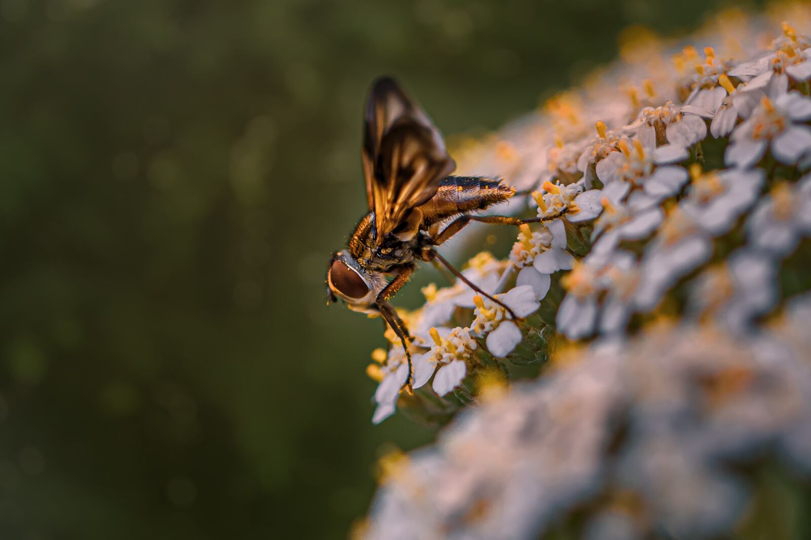Canon EOS 80D sample photo. Bee, macro, insects photography
