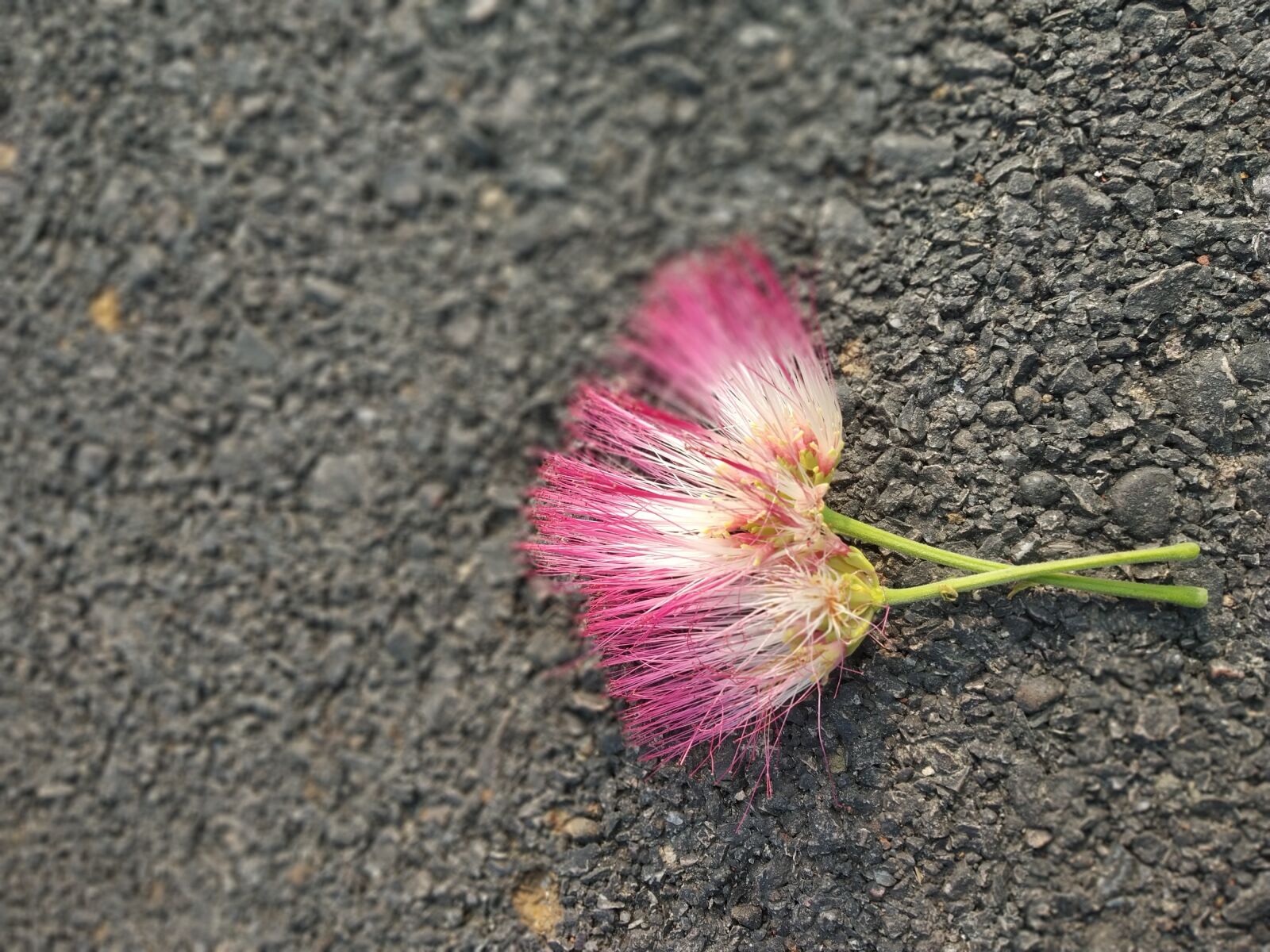 Xiaomi Redmi Note 5 Pro sample photo. Banner, hearts, love photography