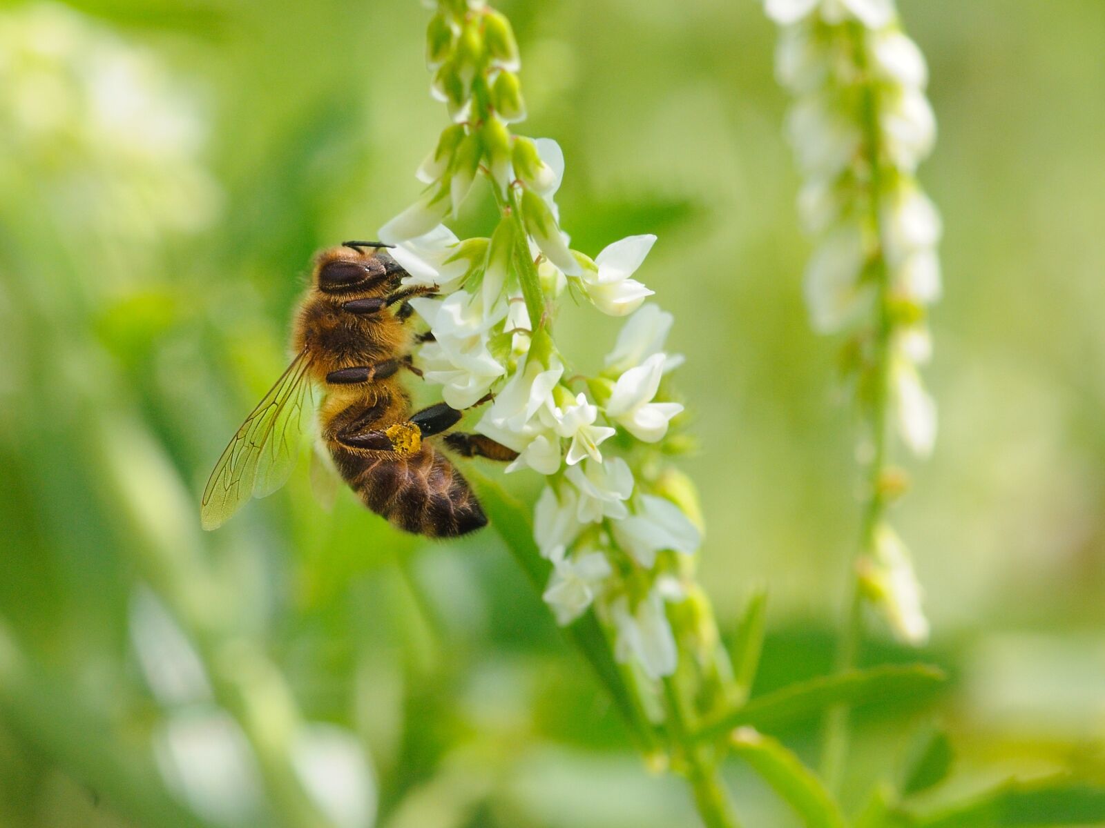 Nikon D300 sample photo. Bourdon, forage, insect photography