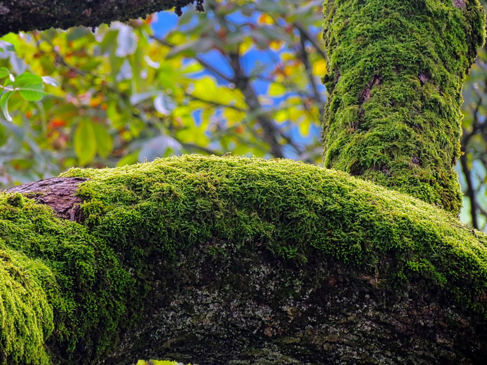 Canon PowerShot SX40 HS sample photo. Humidity, moss, branches photography