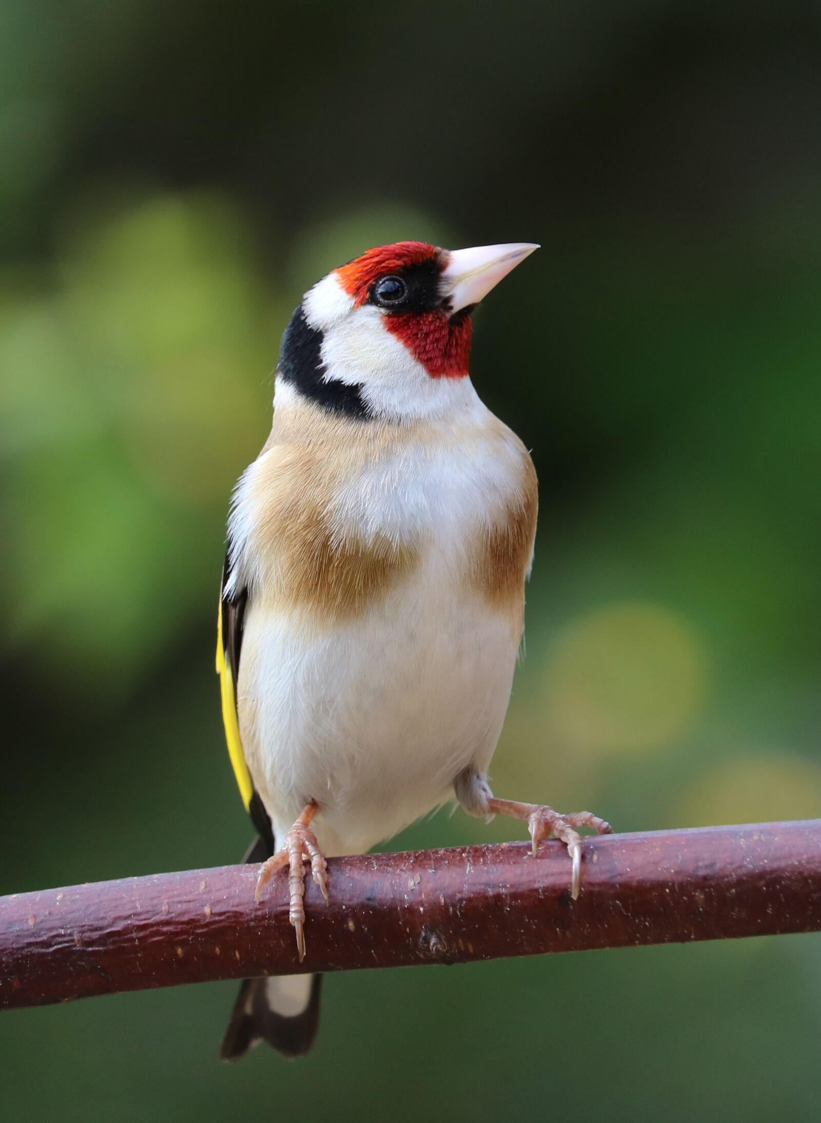 Canon EOS 750D (EOS Rebel T6i / EOS Kiss X8i) sample photo. Goldfinch, song bird, bird photography