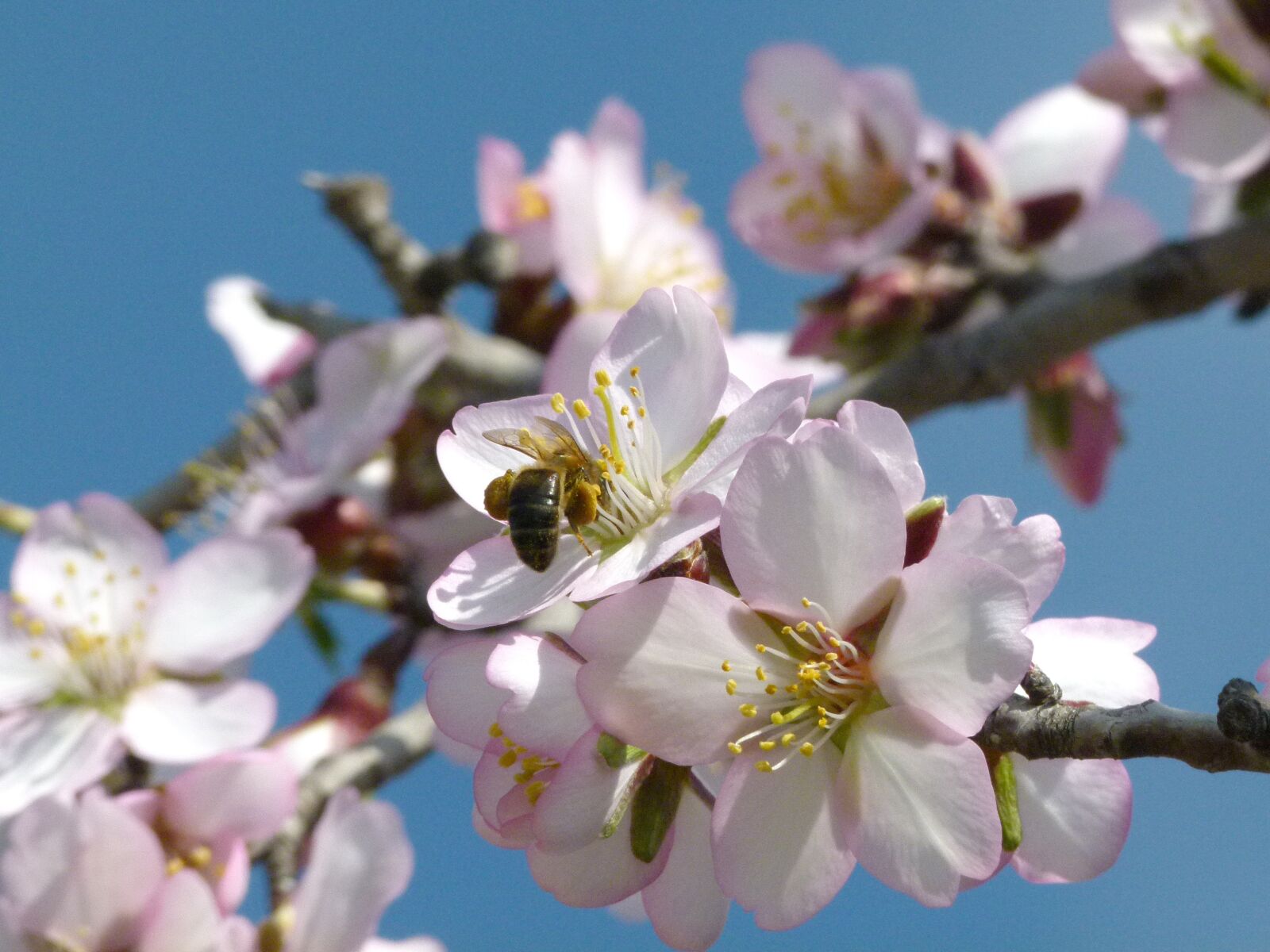 Leica V-Lux 2 sample photo. Flower, almond tree, flowering photography